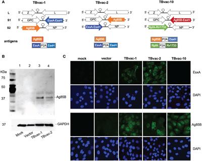 Recombinant Pichinde viral vector expressing tuberculosis antigens elicits strong T cell responses and protection in mice